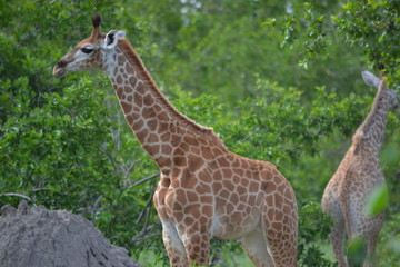 Young Giraffe