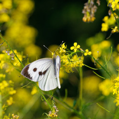 Cabbage white butterfly in its natural environment, morning field, Danubian wetland, Slovakia, Europe