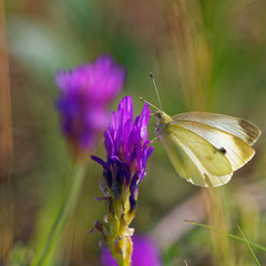 Cabbage white butterfly in its natural environment, morning field, Danubian wetland, Slovakia, Europe