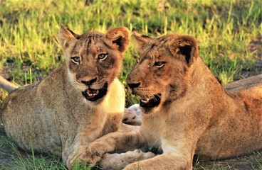 Lion Cubs
