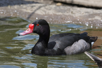 Wild duck on the water