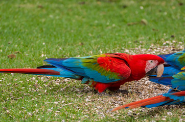 Beautiful red macaw in the Brazilian wetland.
