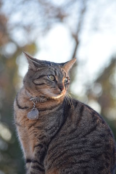 Seriet&agrave;