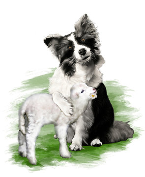 Diipinto di un cane, Border Collie, che abbraccia un amorevole agnello, su sfondo bianco