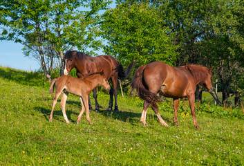 Grazing mother horse with foal at high-land pasture at Carpathian Mountains in rays of sunset. Picture of summer pasture on a background of mountains.