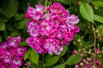 Spring Flowers Blooming