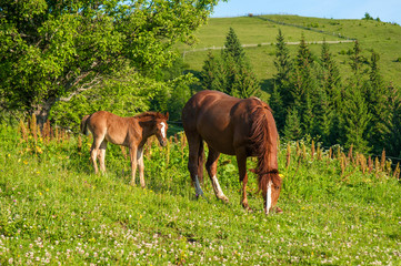 Naklejka na ściany i meble Grazing mother horse with foal at high-land pasture at Carpathian Mountains in rays of sunset. Picture of summer pasture on a background of mountains.