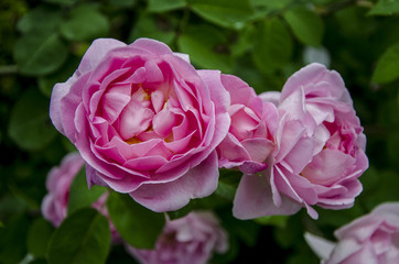 Beauty in a Spring Garden