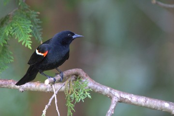 Red Winged Black bird