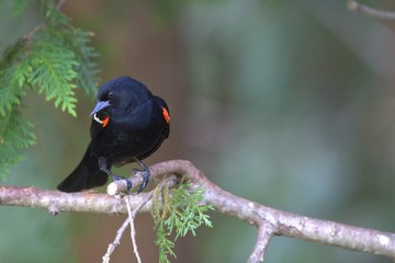 Red winged black bird