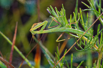 European mantis in grass in summer field, Danubian wetland, Slovakia, Europe