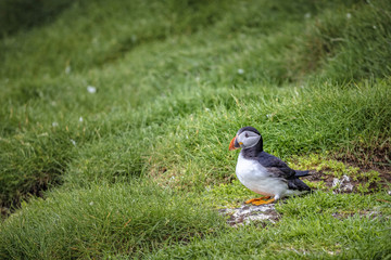 Fratercula arctica in mykines,faroe