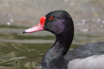 Portrait of wild duck on the water