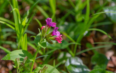 Pink and blue flowers Unspotted lungwort or Suffolk lungwort Pulmonaria obskura in early spring