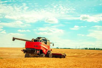 harvester harvests wheat on field