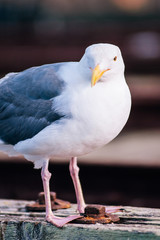 Beautiful seagull white and gray feather at Pier 39 San Francisco