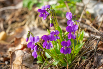Spring nature common violet background. Viola Odorata flowers in the spring forest and water close up. Selective focus. Mayflower.