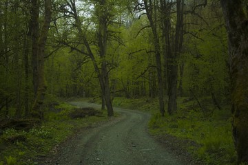Naklejka premium Forest road