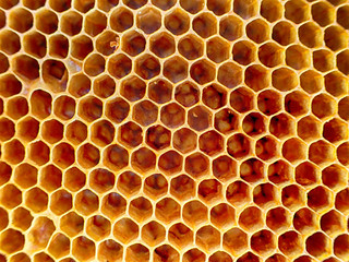 empty wax bee texture