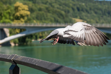 Fliegender Vogel - Taube