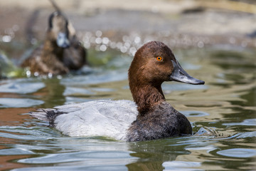 Wild duck on the water