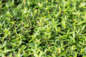 green grass pattern outdoor texture and background