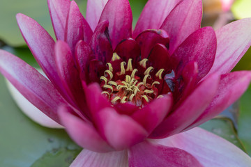 Obraz premium Nahaufnahme Seerosenblüte