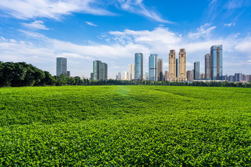 Fototapeta premium green lawn with city skyline