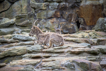 Alpine ibex with her child in a Zoo, Berlin