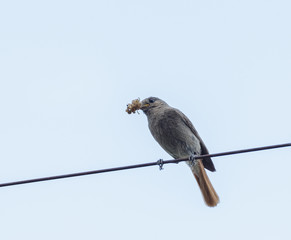 A Nightingale with a beetle in its beak sits on an electric wire against the sky.