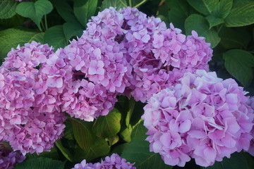 Pink and purple lilac growing on a bush