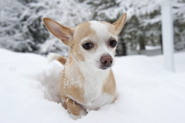 Chihuahua in the snow in Connecticut