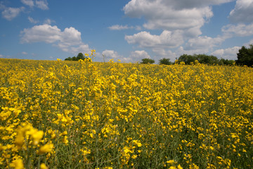 Rapsfeld
