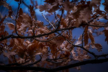 Dead foliage of an Oak tree 
