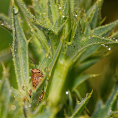 Brown grasshopper in thistle leaves with morning dew, Danubian wetland, Slovakia, Europe