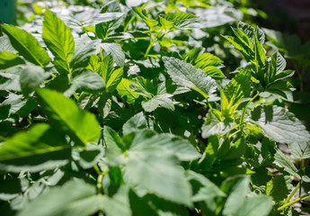 Green leaves outside in the yard. Natural rustic background and natural texture. Plants in the sun lights outdoors.