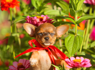Red-haired puppy posing against a background of pink flowers. Portrait of a small cute dog with...