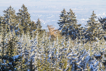 Winter forest in snow