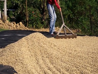 Séchage au soleil de café artisanal au rateau