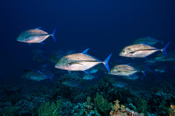 Fototapeta premium A few large Bluefin trevally fish (Caranx melampygus) swimming over the reef. Silver body with blue fins.