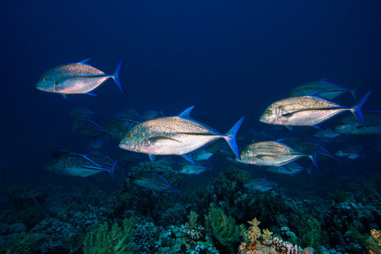 A few large Bluefin trevally fish (Caranx melampygus) swimming over the reef. Silver body with blue fins.