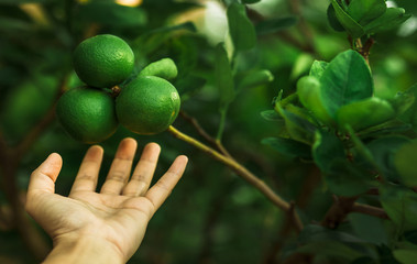 Hand keep limes from the tree. Lime is Species same type citrus fruit and Lemon, containing Citric...
