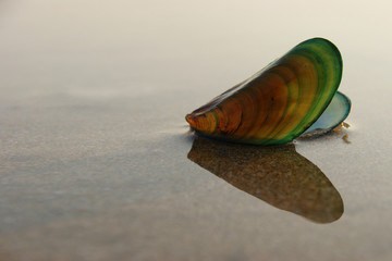 mussel shell. green mussels on a sandy beach