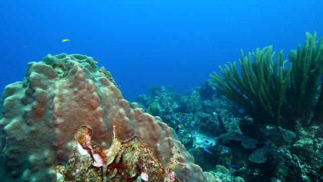 Seascape of coral reef / Caribbean Sea / Curacao with various hard and soft corals, sponges and sea fan