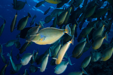 Fototapeta premium A school of Bluespine unicornfish (Naso unicornis) swimming away with one fish turned towards the camera.