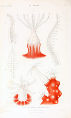 Illustrations of corals