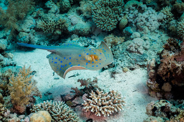 Naklejka na ściany i meble A Bluespotted stingray (Taeniura lymma) swimming over the reef.