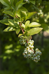 Green berries on a shrub with green leaves.