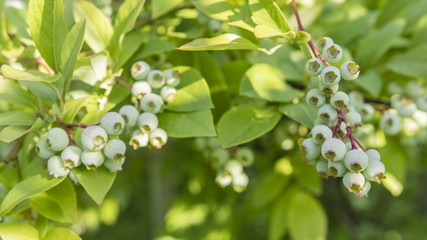 Green berries on a shrub with green leaves.