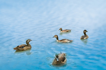 Ducks swimming in a pond